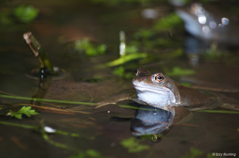 Frog in a pond